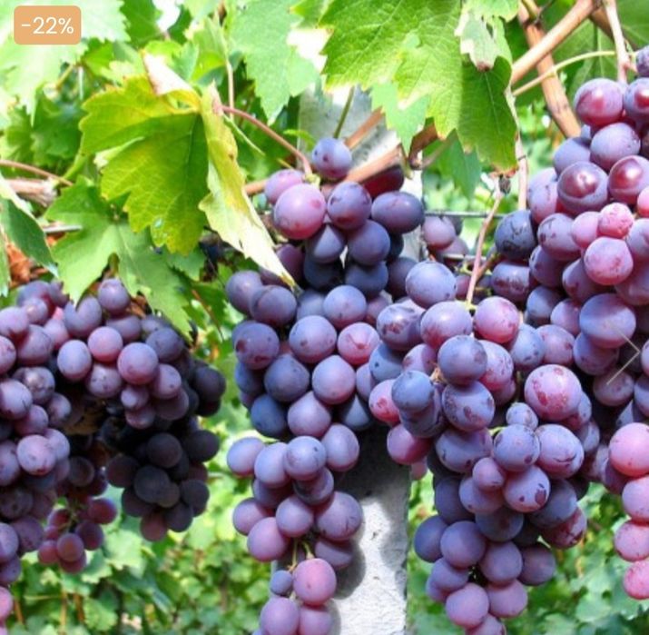 Produc butasi vita de vie altoita anul 3