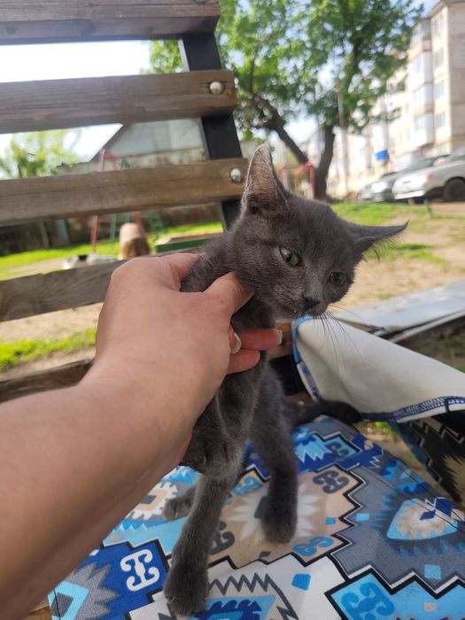 уральск котенок девочка