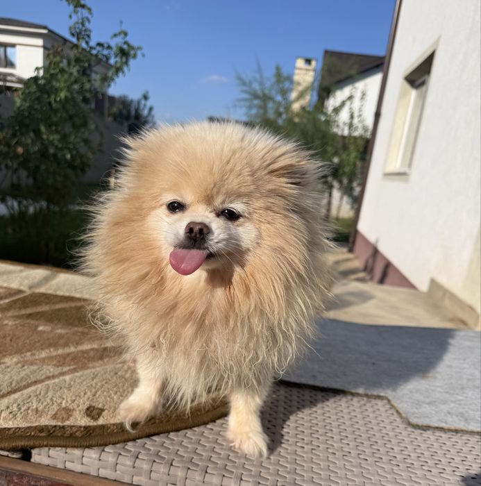 Pomeranian Cu pedigree