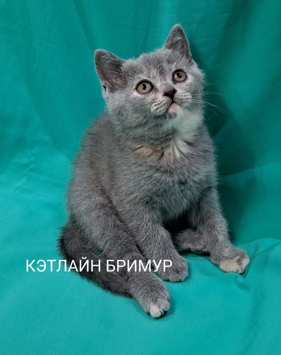 Настоящие Британские котята из питомника!
