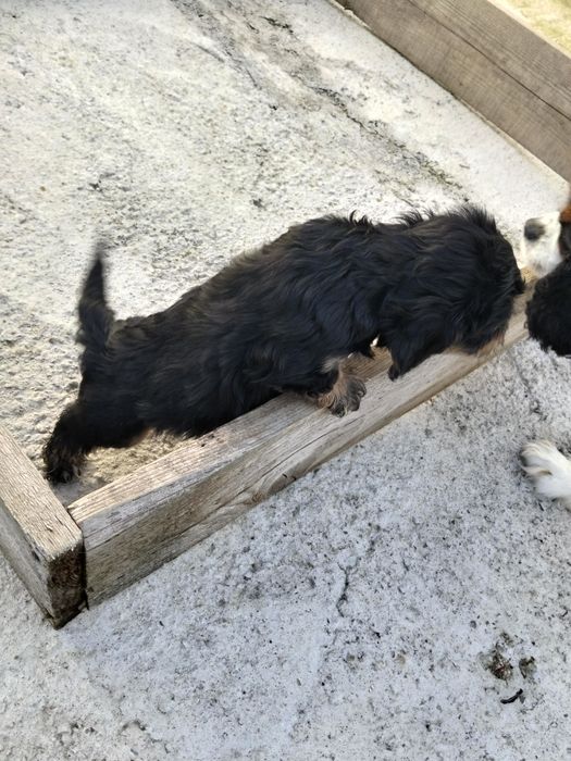 Cavapoo Băiețel jucaus.