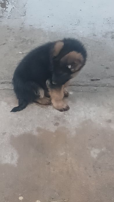 Немецкий щенков сатылады 2айлық еркек күшік