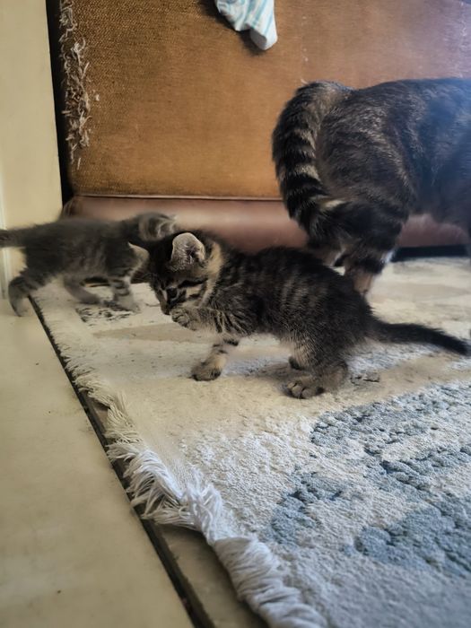 Котята в добрые руки!!