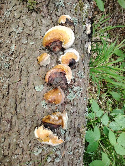 Ciuperci medicinale, GANODERMA, FOMITOPSIS Pinicola, Phellinus bucati