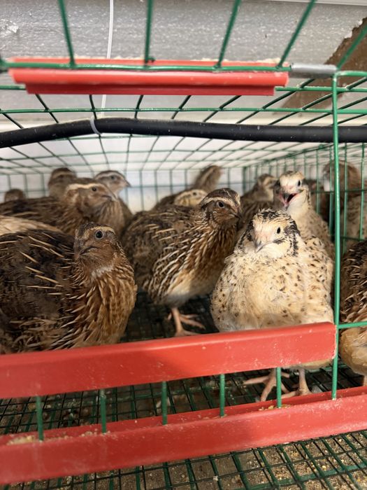 Prepelite, pui prepelite, oua incubat si consum