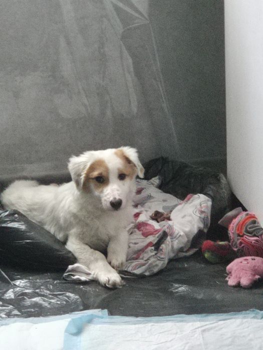 Щенок ищет дом .