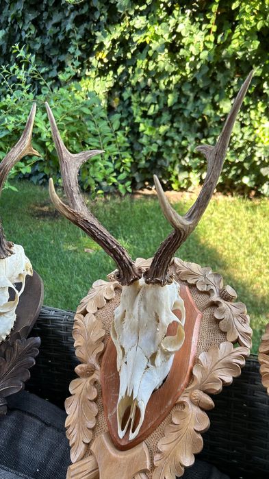 Trofee căprior cu panoplie