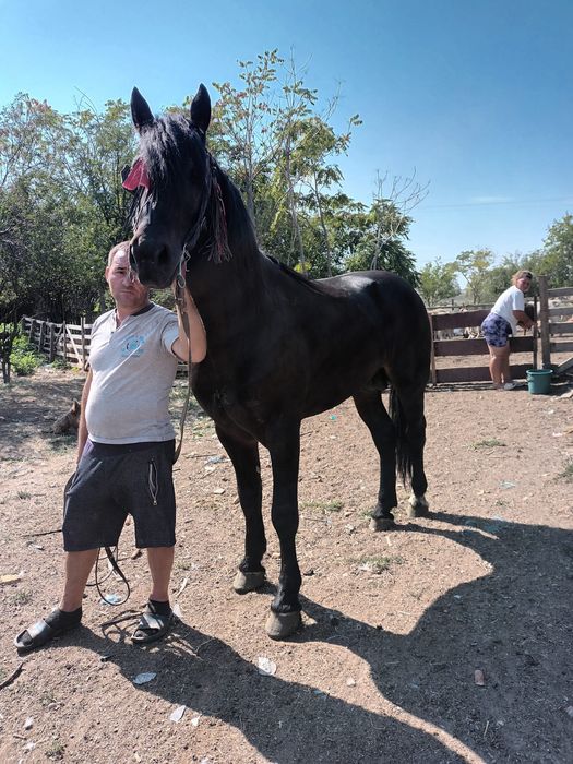 Armăsar de vânzare