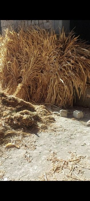 Makkai va beda sotiladi  300 boq bor narxi kelishilgan holda