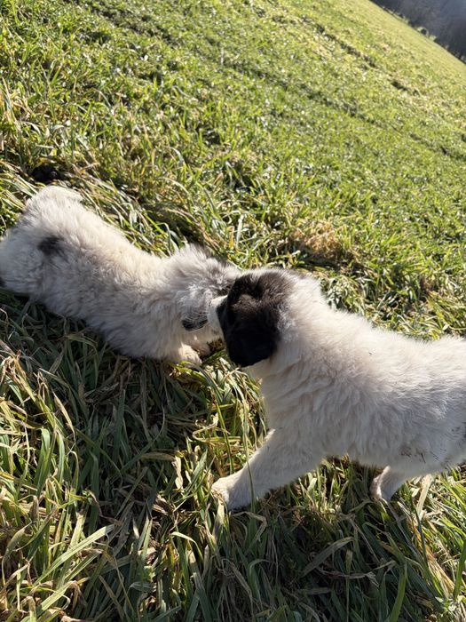 Кученца Каракачанки