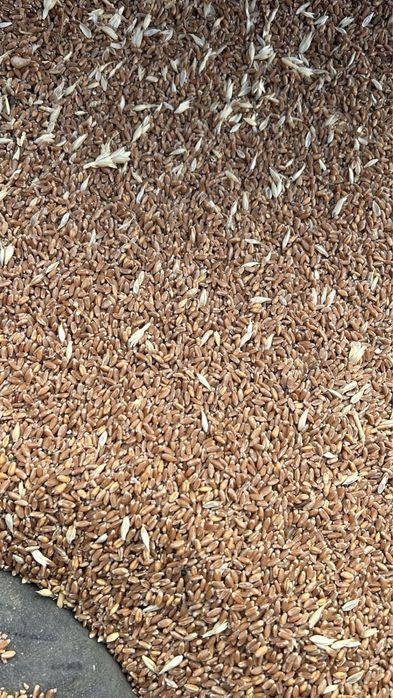 Продается фасованная пшеница