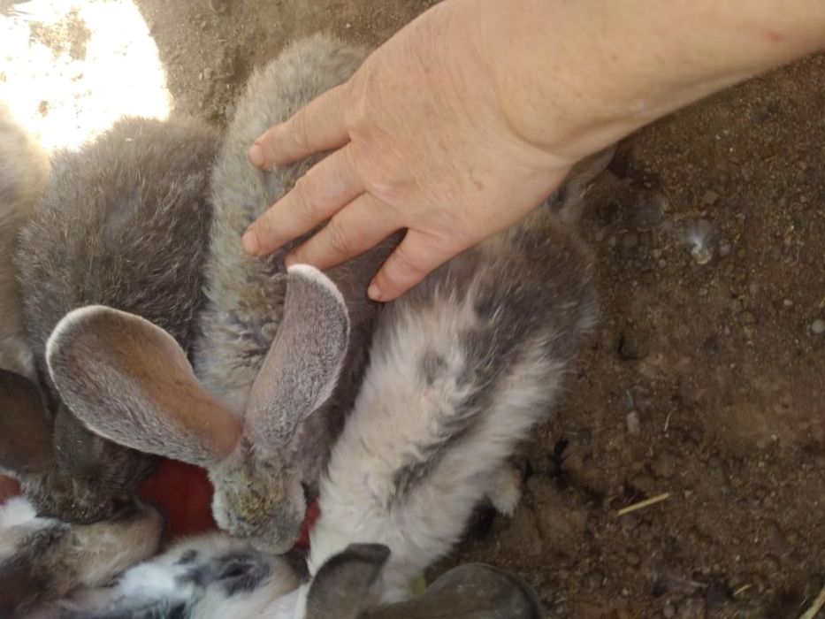 Кролики и крольчата бабочки