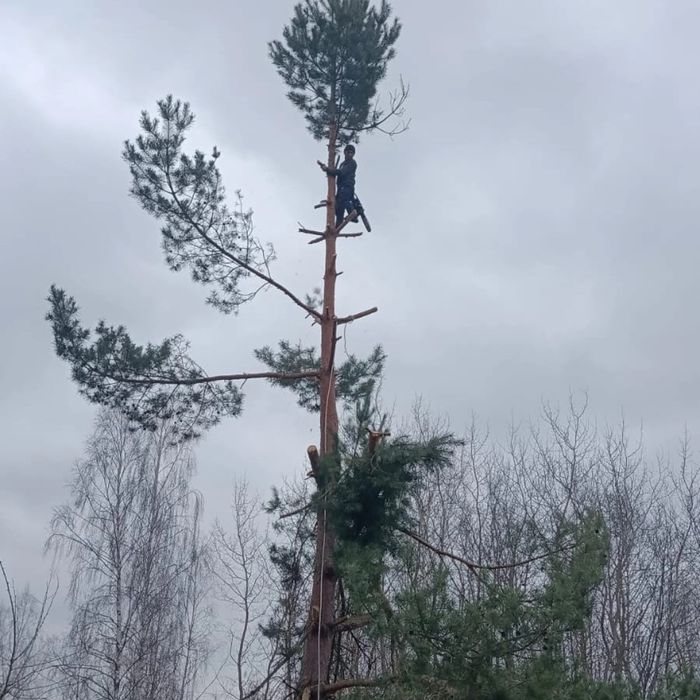 Дарахт кесиш хизмати