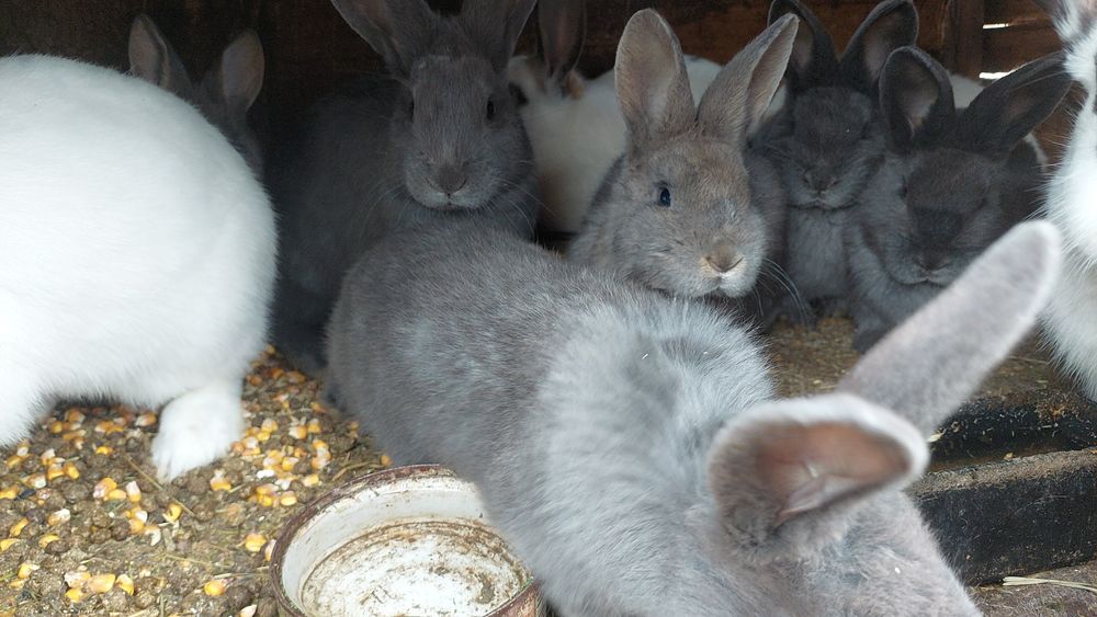 Vand iepurași albastrii