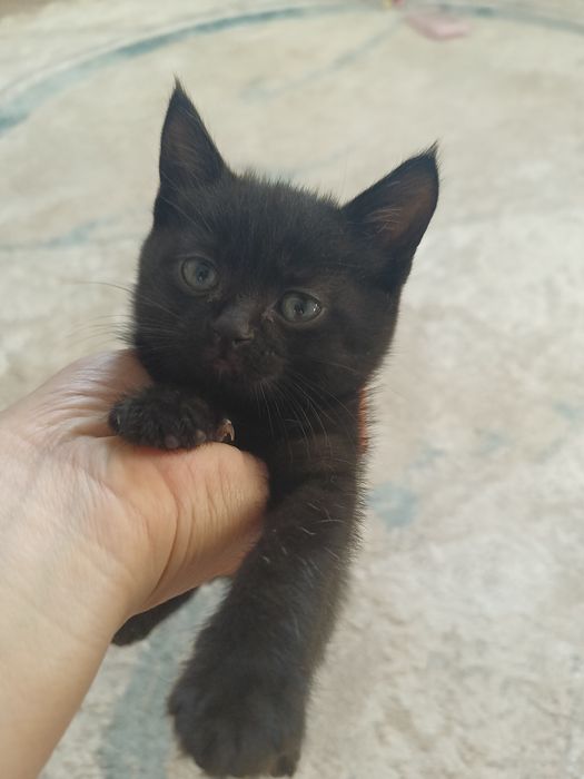 Бесплатно бесплатно девочка котенок