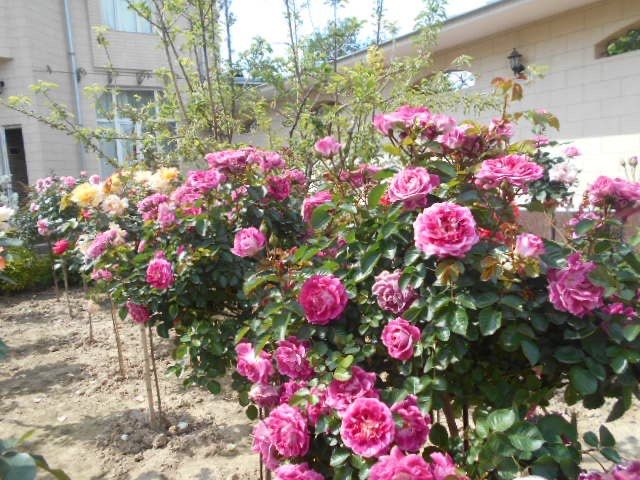 shtamp atirgul, hovli uchun gul, штампвий atirgul gullar