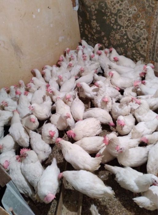 Куры Леггорн несушка