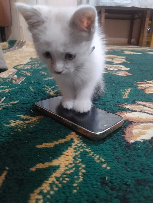 Отдам котенка в хорошие руки