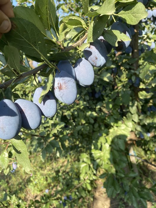 Vand prune de comsum cal 1