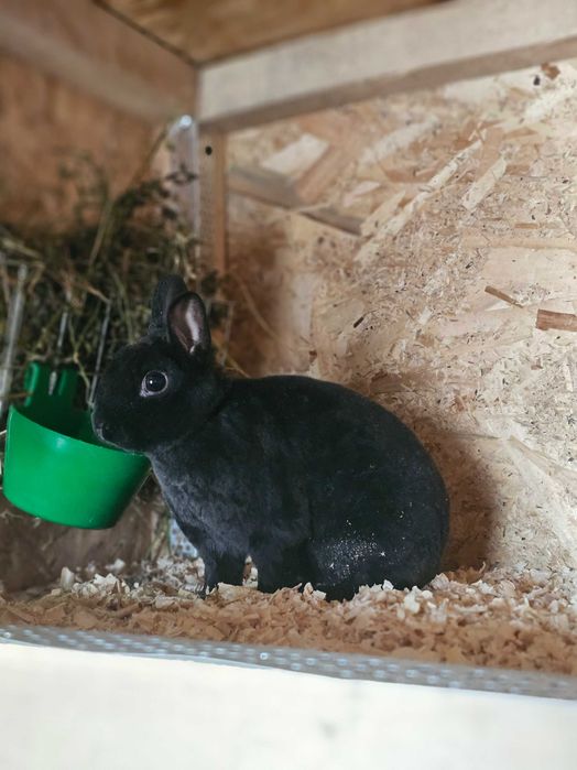 Iepuri pitici de companie /Berbec pitic/Cap de leu /Rex pitic