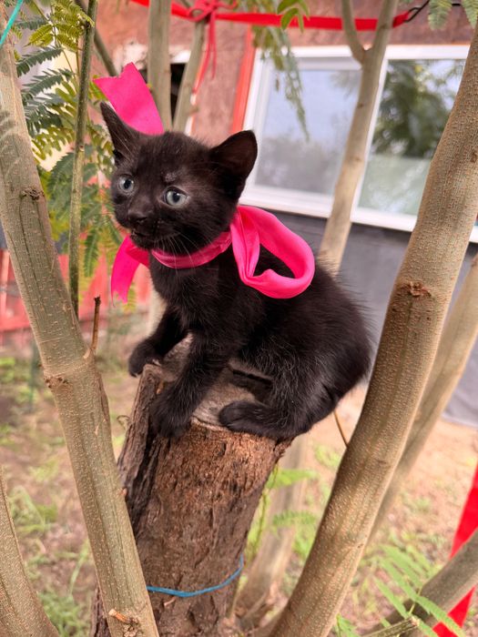 Pisici adorabili spre adopție