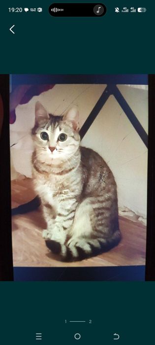 Отдам кошку в добрые руки