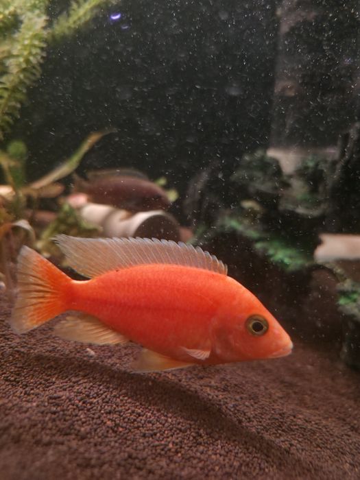 Продам рыбку, красный дракон