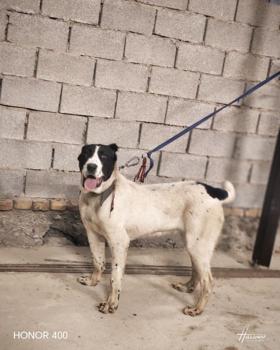 Тобет сатылады молодая