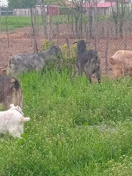 Vand capre tinere si bune de lapte!!