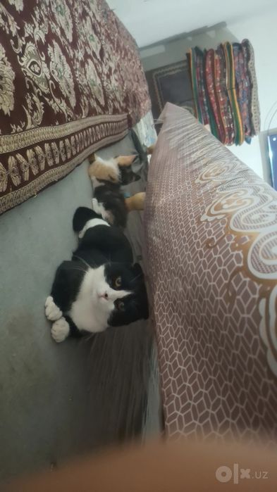 Scotish Fold mushuk
