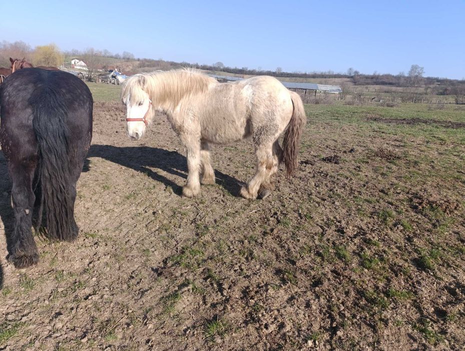 Vand manz 1 an si 8 luni