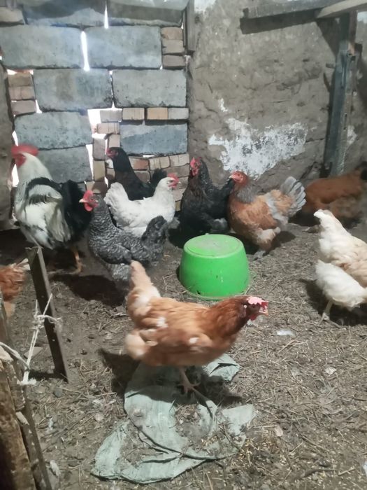 Продам Куреи оптом