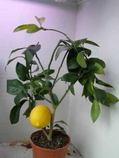 Саженец лимона мейр