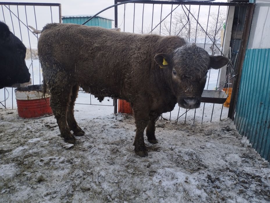 Ауликоль. Ангус на племя.