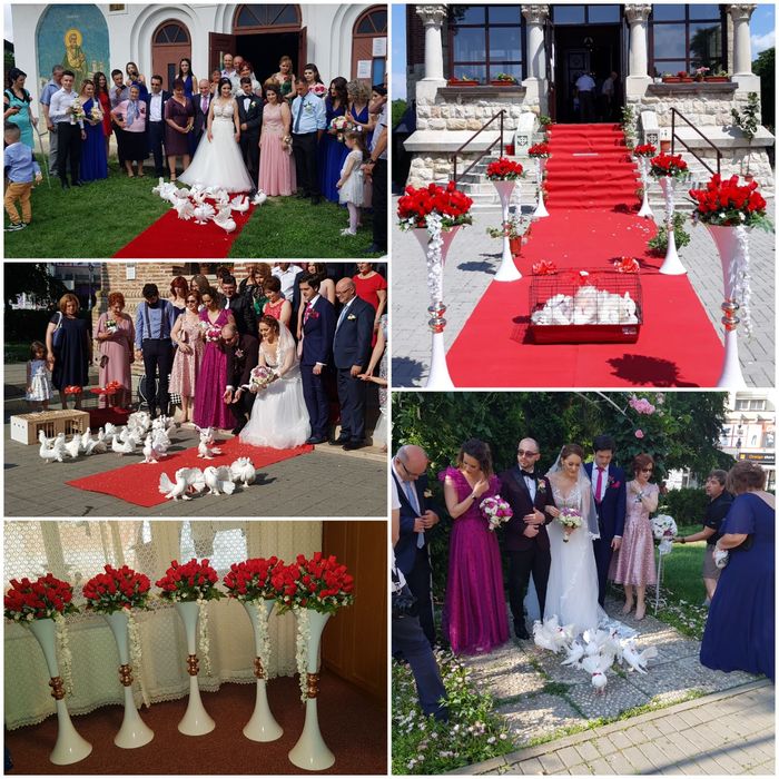 Porumbei albi pt evenimente speciale din viata dv