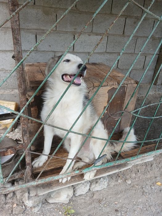 Бесплатно, сторожевая собака