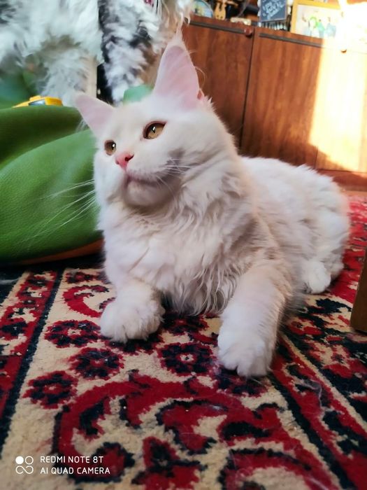 Котята Мейн Куна