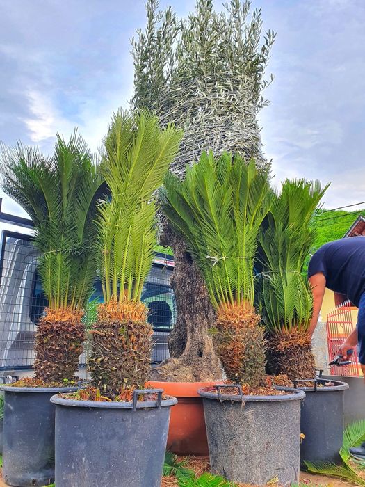 Maslini, palmieri, yucca, cactus, cycas, trachycarpus fortunei.