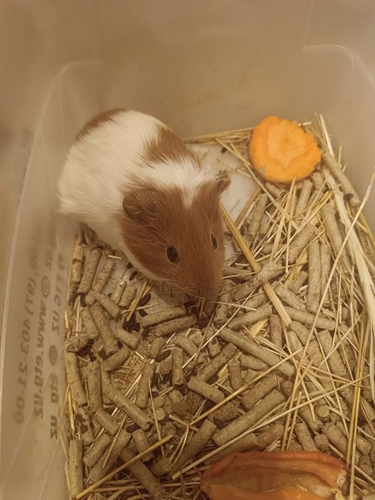 Морские    свинки