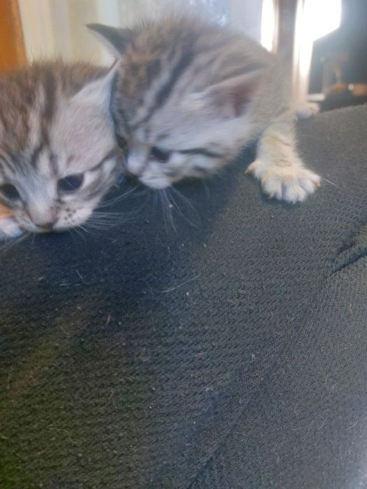 Продаются котята