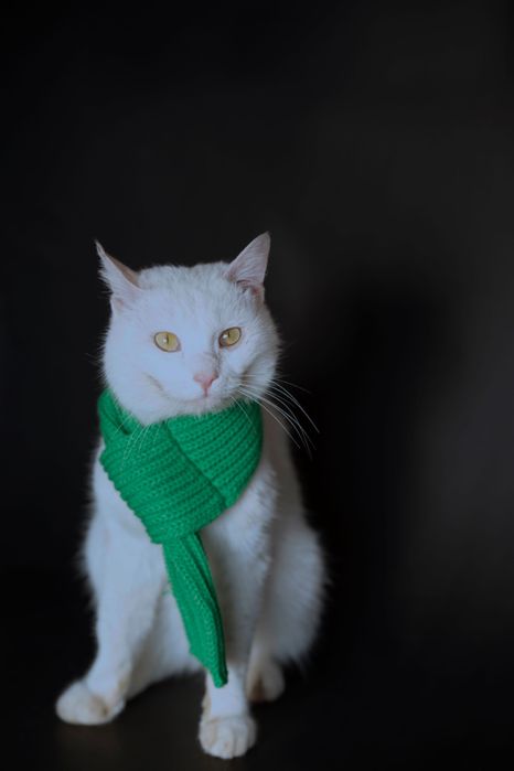 Кошки в добрые и ответственные руки