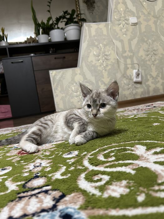 Шонтланская порода