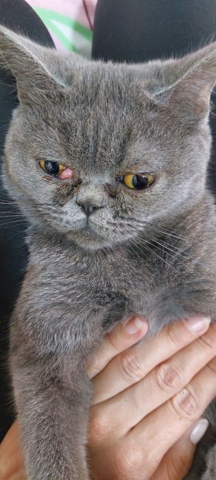 Воспитанные котята ищут дом