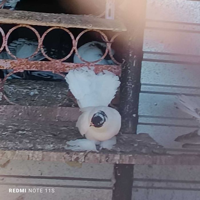 Голуби декоративные в Рудном.