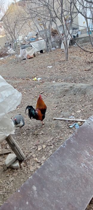 Хуроз ва товуклар сотилади