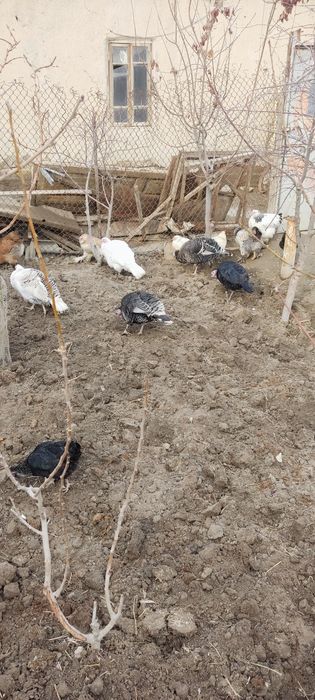 Сотилади хамаси товук куркалп