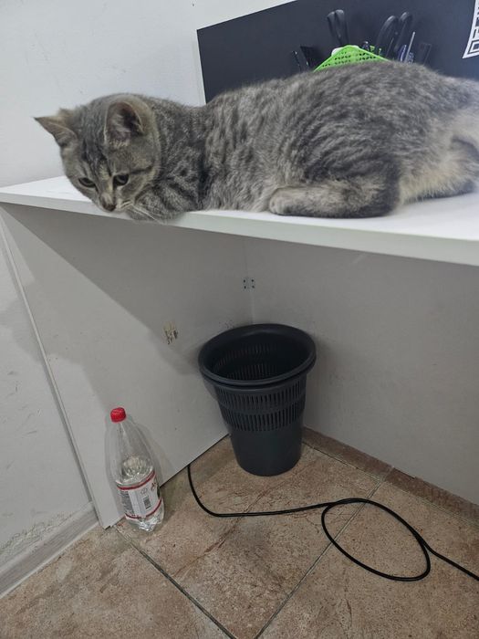 Отдам кошку в добрые руки