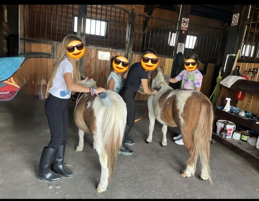 Ponei foarte cuminti folositi pt copii