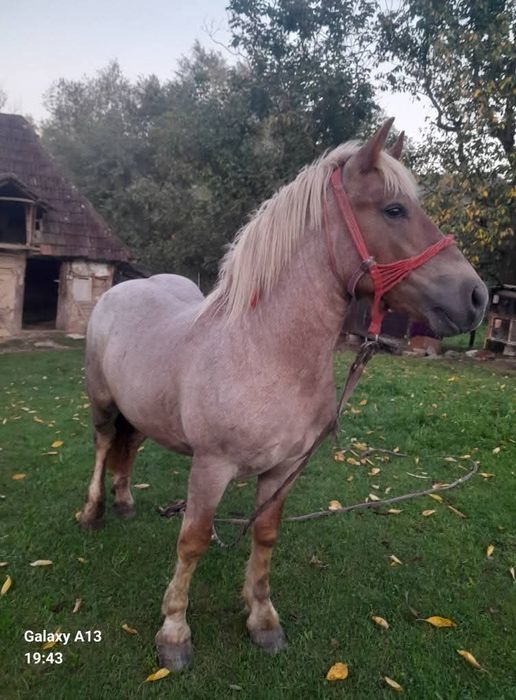 De vanzare sau schimb cu vaca afata sau vitel langa ea