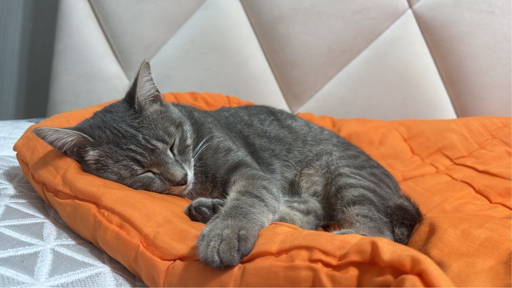 Отдам даром кота